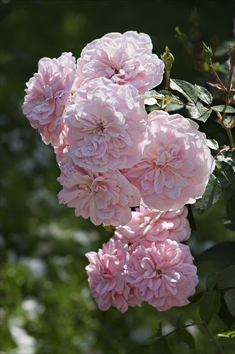Ruža Romanca
