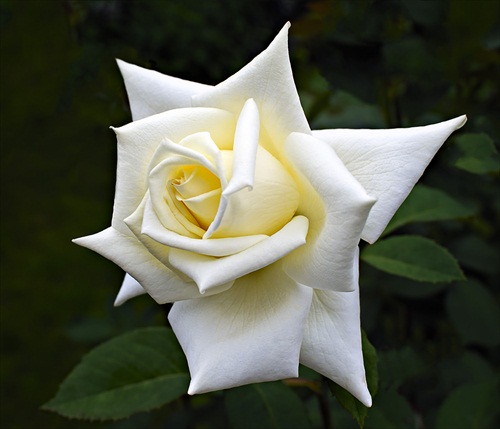 Ruža White Beauty