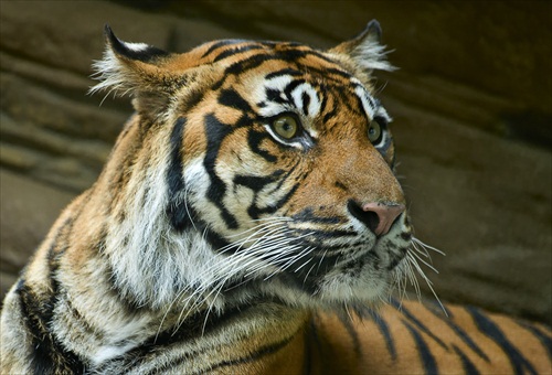 Tiger pre Tigra