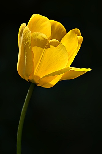 Tulipánovka