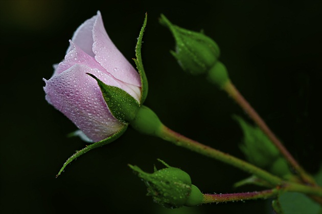 Ruža Romanca