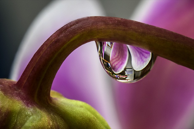 Orchidea v kvapke