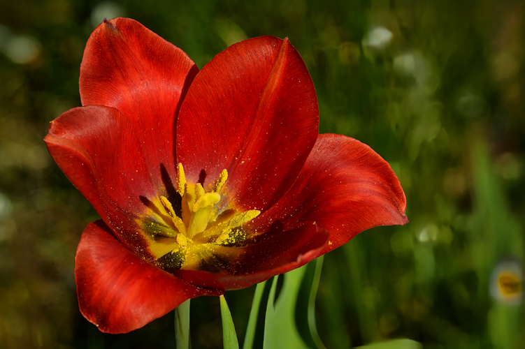 Tulipánová