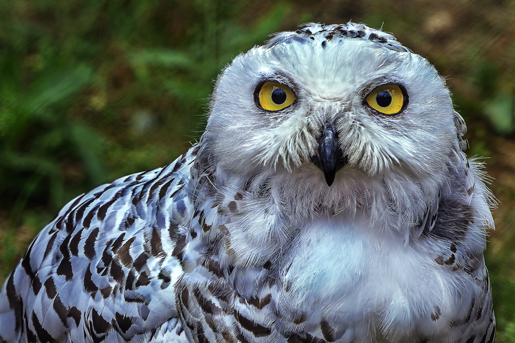 Sovica snežná (Bubo scandiacus)
