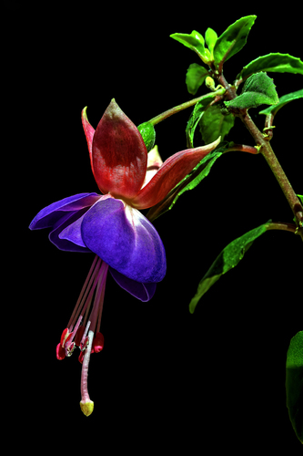 Fuchsia