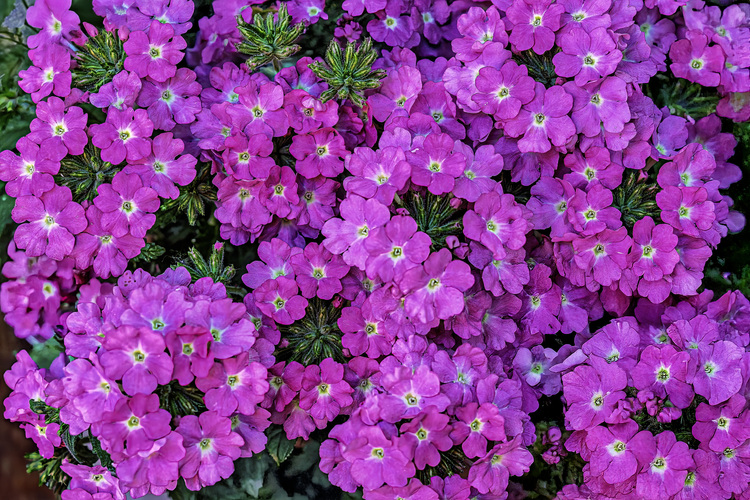 Verbena Hybrida