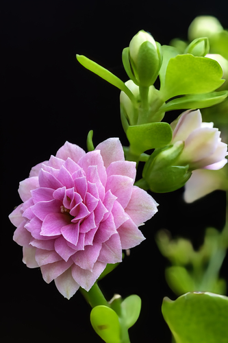 Kalanchoe, tiež Kolopejka