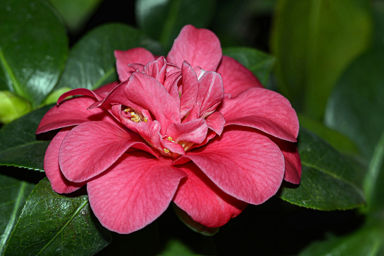 Kamélia, latinsky Camelia Japonica