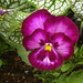 Violka záhradná (Viola Wittrockiana), ľudovo Violka, Sirotka