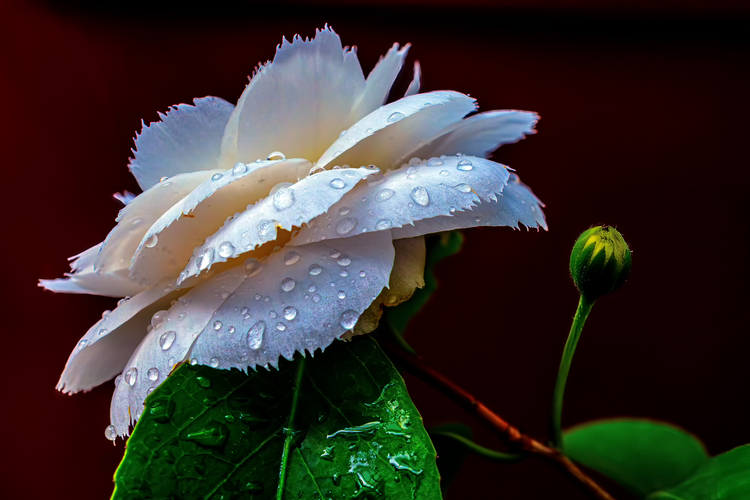 Kamélia, latinsky Camelia Japonica