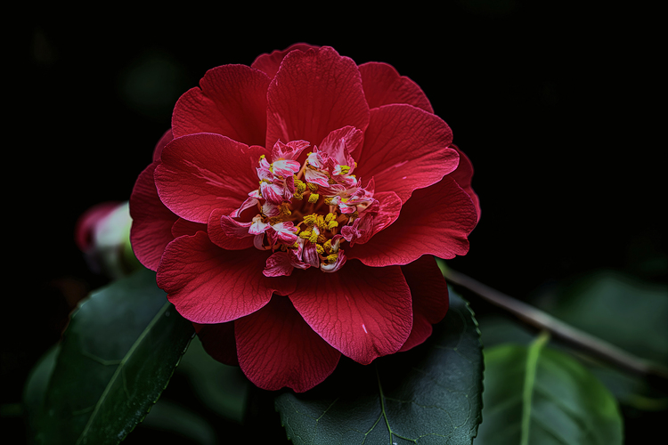 Kamélia 2 (Camelia Japonica)