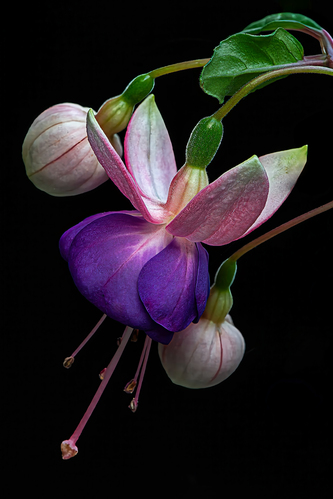 Fuchsia