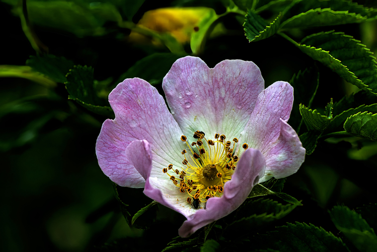 Galská ruža (Rose Gallica L)