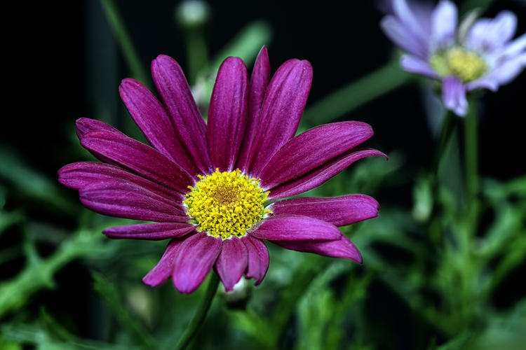 Margaréta Daisy (Tanacetum Cocineum)