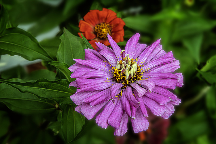 Cínia (Zinnia L.)