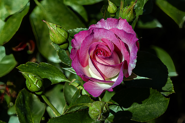 Bordure Rose Bordure Rose