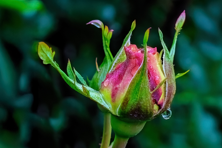 Ružový puk z dneška