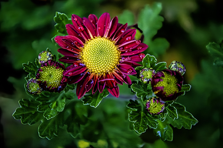 Čas chryzantém je tu ...