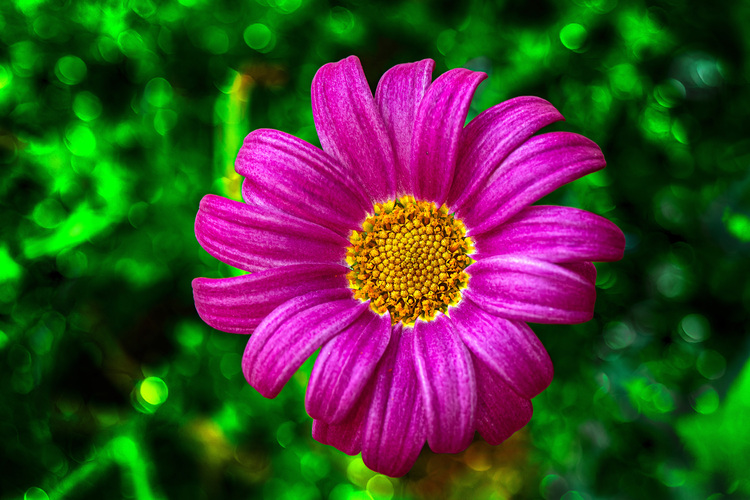 Kapská margaréta (Cape Marguerite Daisy)