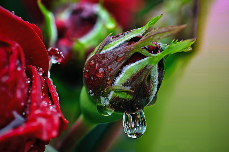 Ahoj a dobré ránko