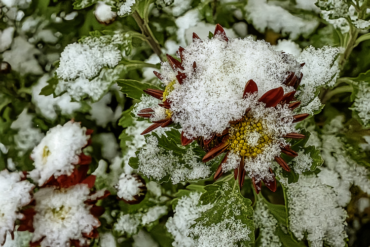 Z dnešného rána II