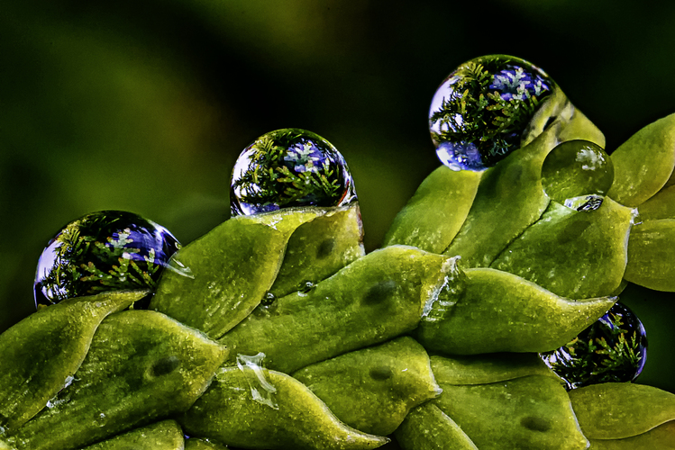 Kvapky na ihličí a ihličie v kvapkách