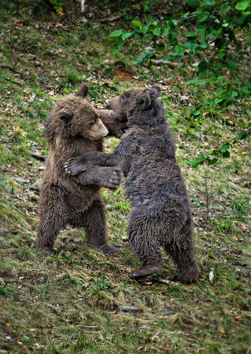 Medvedíci - tanečníci