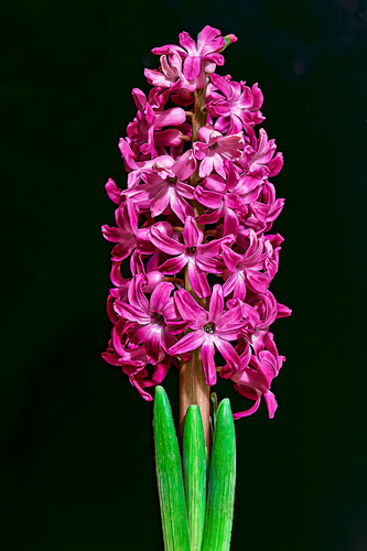 Hyacint (Hyacintum orientalis L)