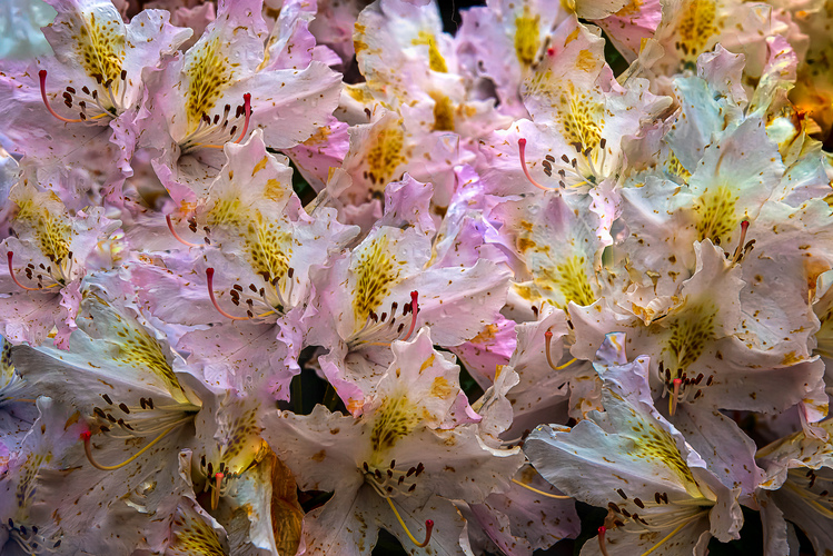 Rododendronová tapeta