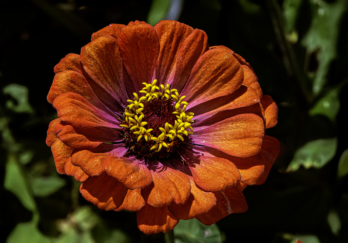 Cínia (Zinnia L.), niekedy sa stretnete aj s názvom Ostálka