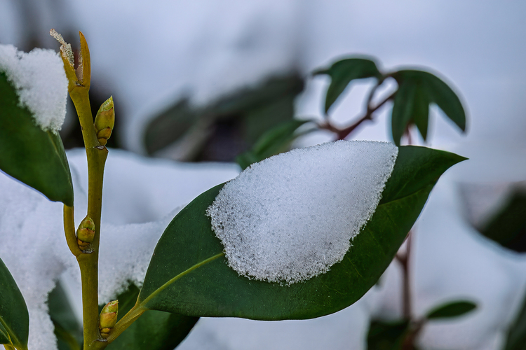 Ešte jedno zimné makro