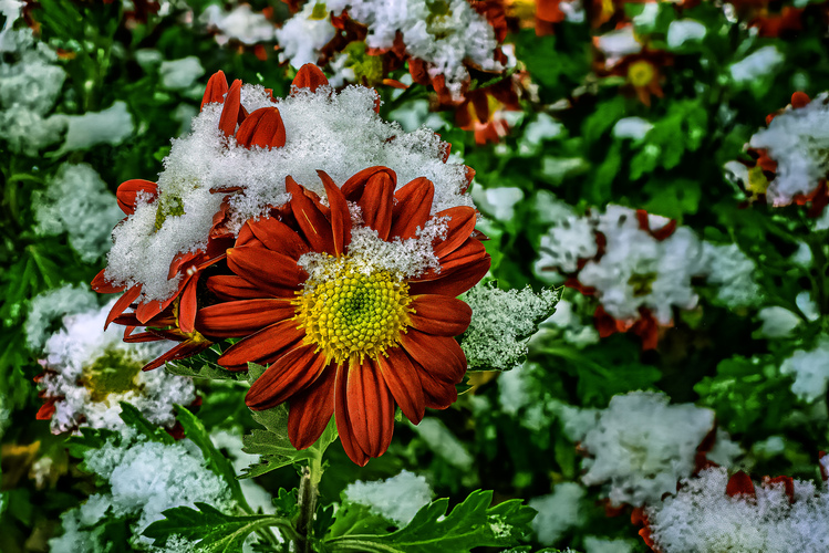 Chryzantéma pocukrovaná snehom
