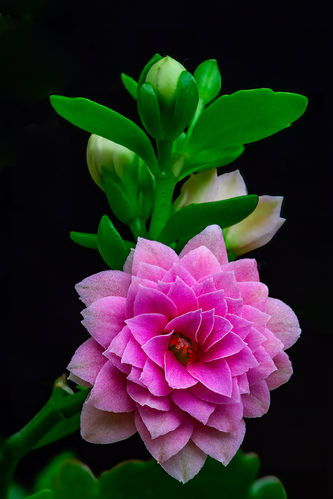 Kalanchoa Blossfeldova (Kalanchoe blossfeldiana)