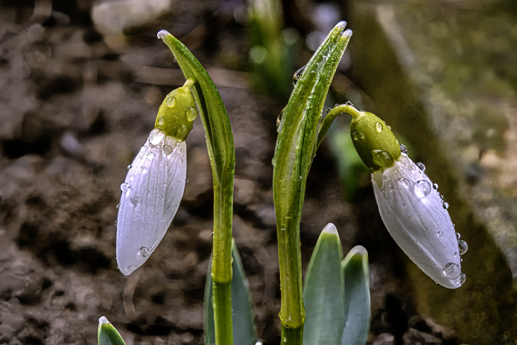 Už sme tu! A s nami prichádza jar!