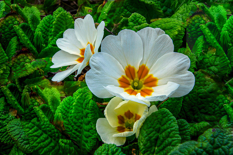 Prvé tohoročné primulky