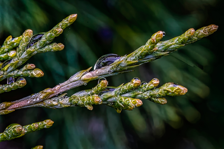Na našej tuji po daždi