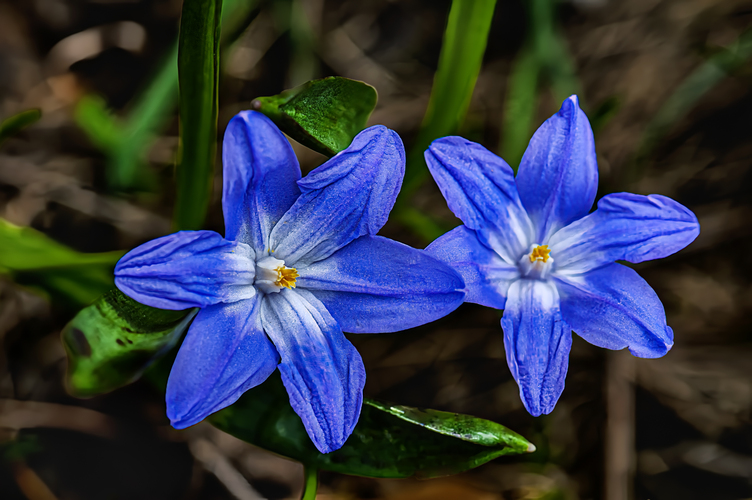 Ladonička (Chionodoxa). Niekedy sa stretnete aj s názvom Ladonka