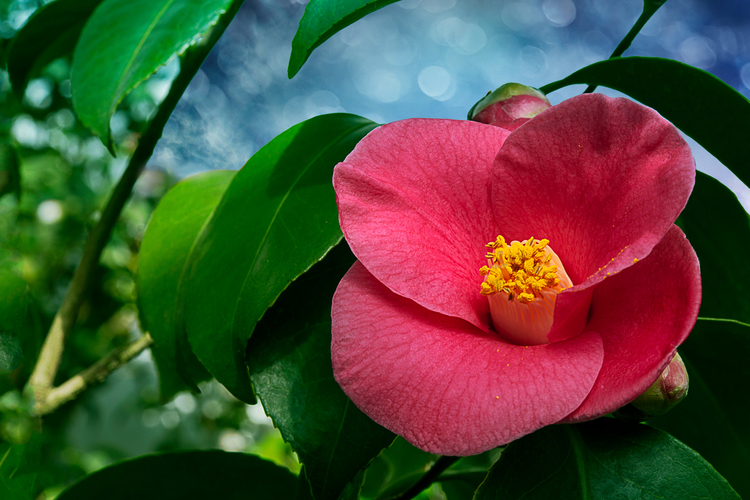Kamélia Camelia Japonica)