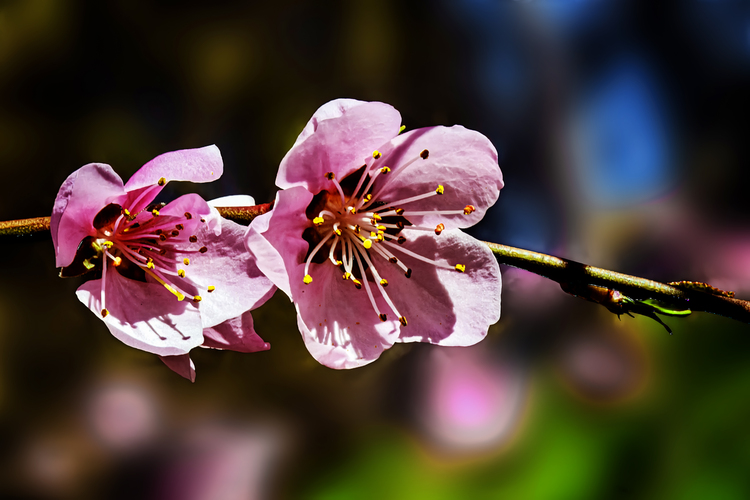 Kvet japonskej marhule (Prunus Mume)