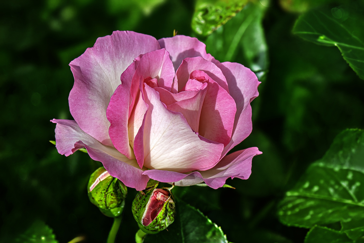 Bordure Rose