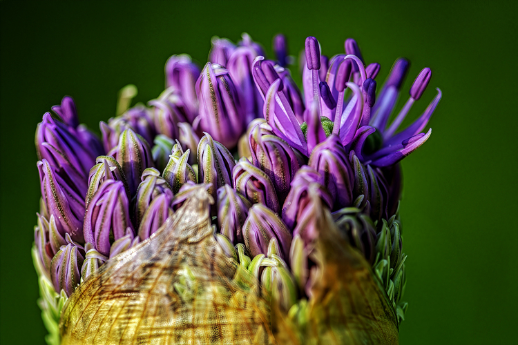 Puk ozdobného cesnaku