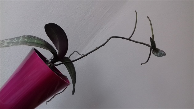 orchideí kvet-nekvet:-)
