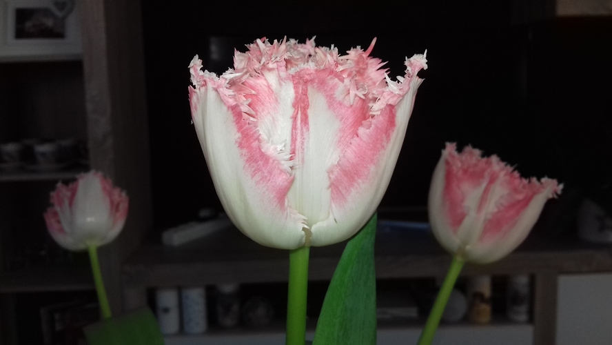 strapkatý tulip :-)