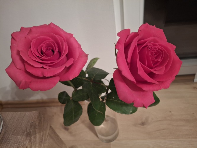 ruže pre maminku :'(