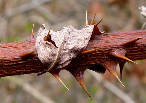 Ukrižovaný