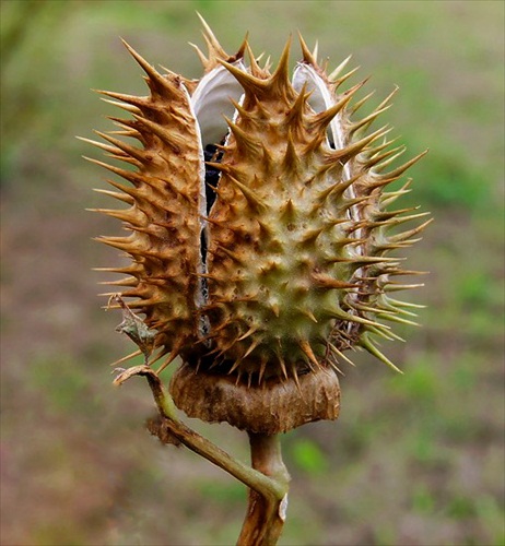 Durman obecný (Datura stramonium)