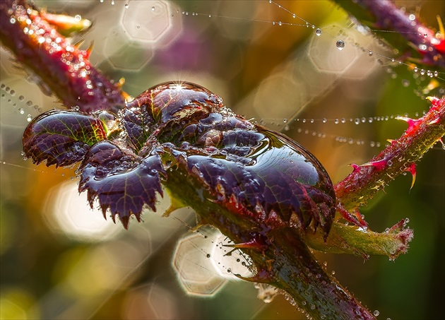 Ostružina černicová (Rubus fruticosus)