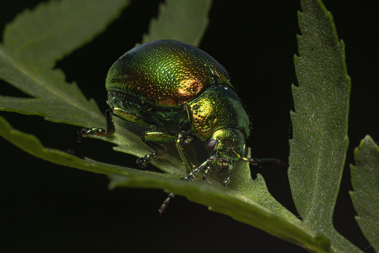 Chrysolina fastuosa