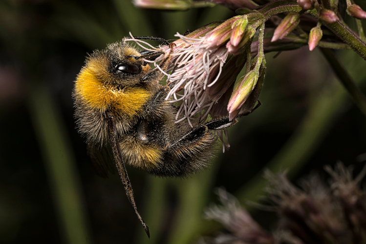 Bombus lucorum