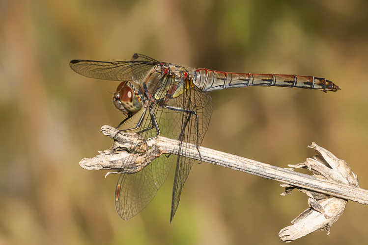 Vážka obyčajná (Sympetrum vulgatum)